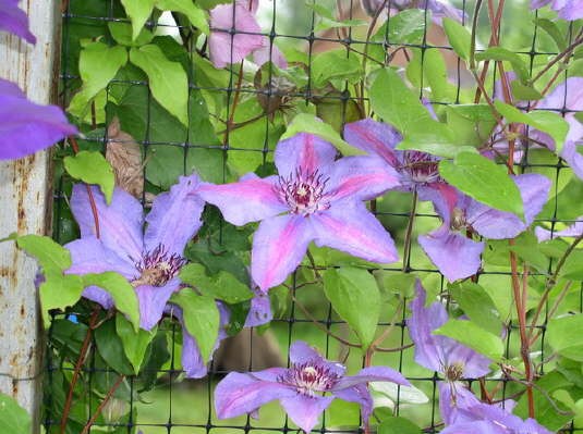 Сетка для клематисов У-22/6 1*6м