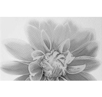 Керамогранит Камелия черн декор 03 250*400